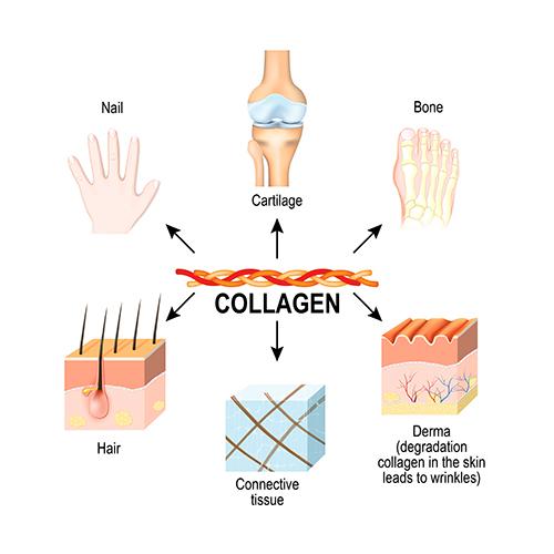 Graphic of how collagen is in various parts of the body.