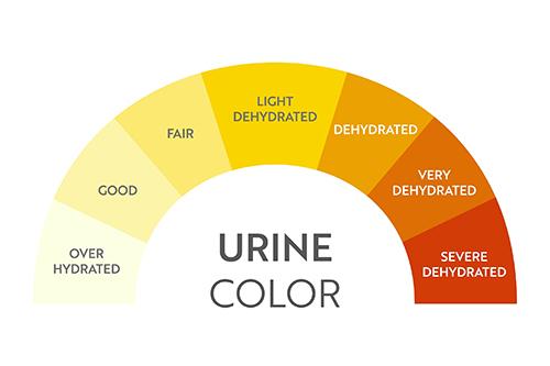 Urine color hydration chart.